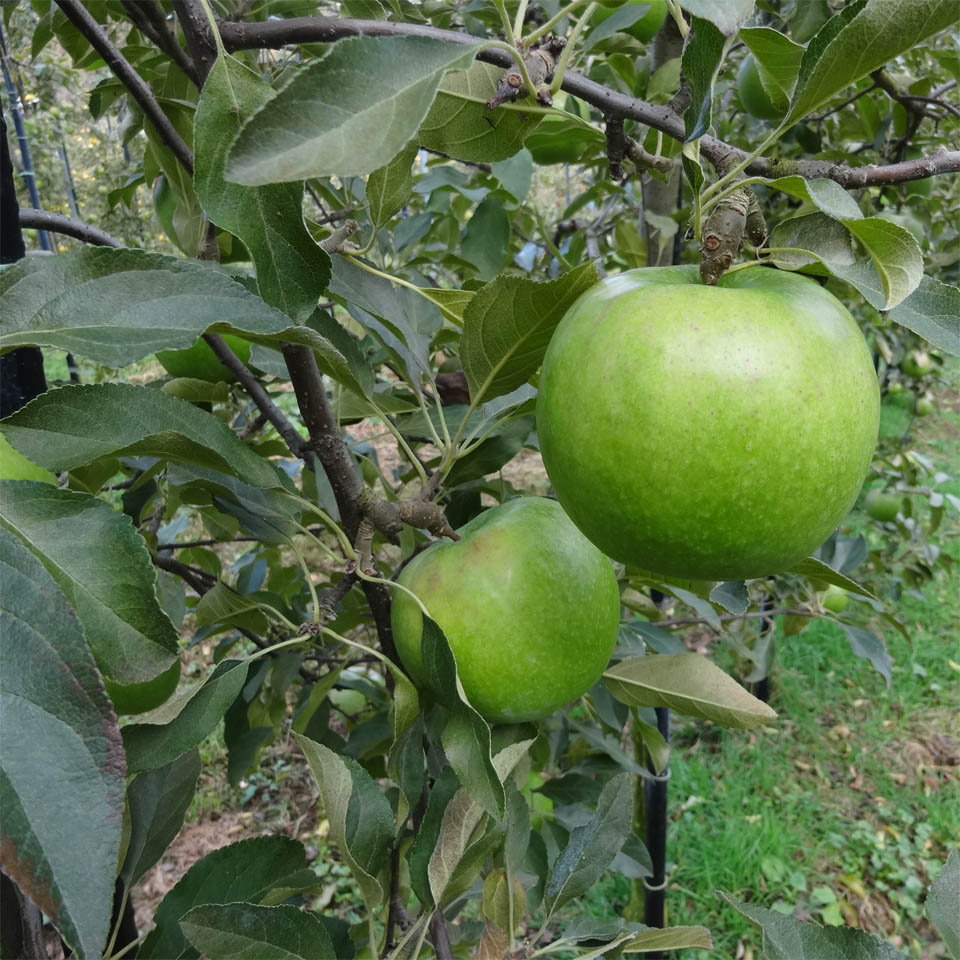 【12月上旬発売予定/直送・送料込】アンデルセンファーム林檎 グラニースミス16個入 *