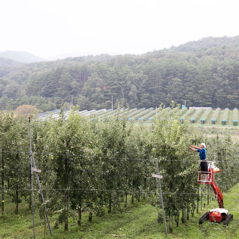 【12月上旬発売予定/直送・送料込】アンデルセンファーム林檎 グラニースミス16個入 *