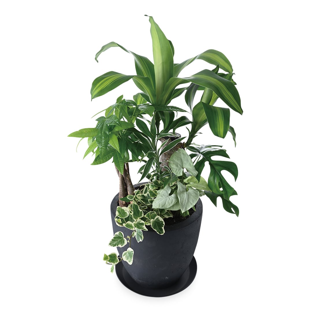 グリーン寄せ植え