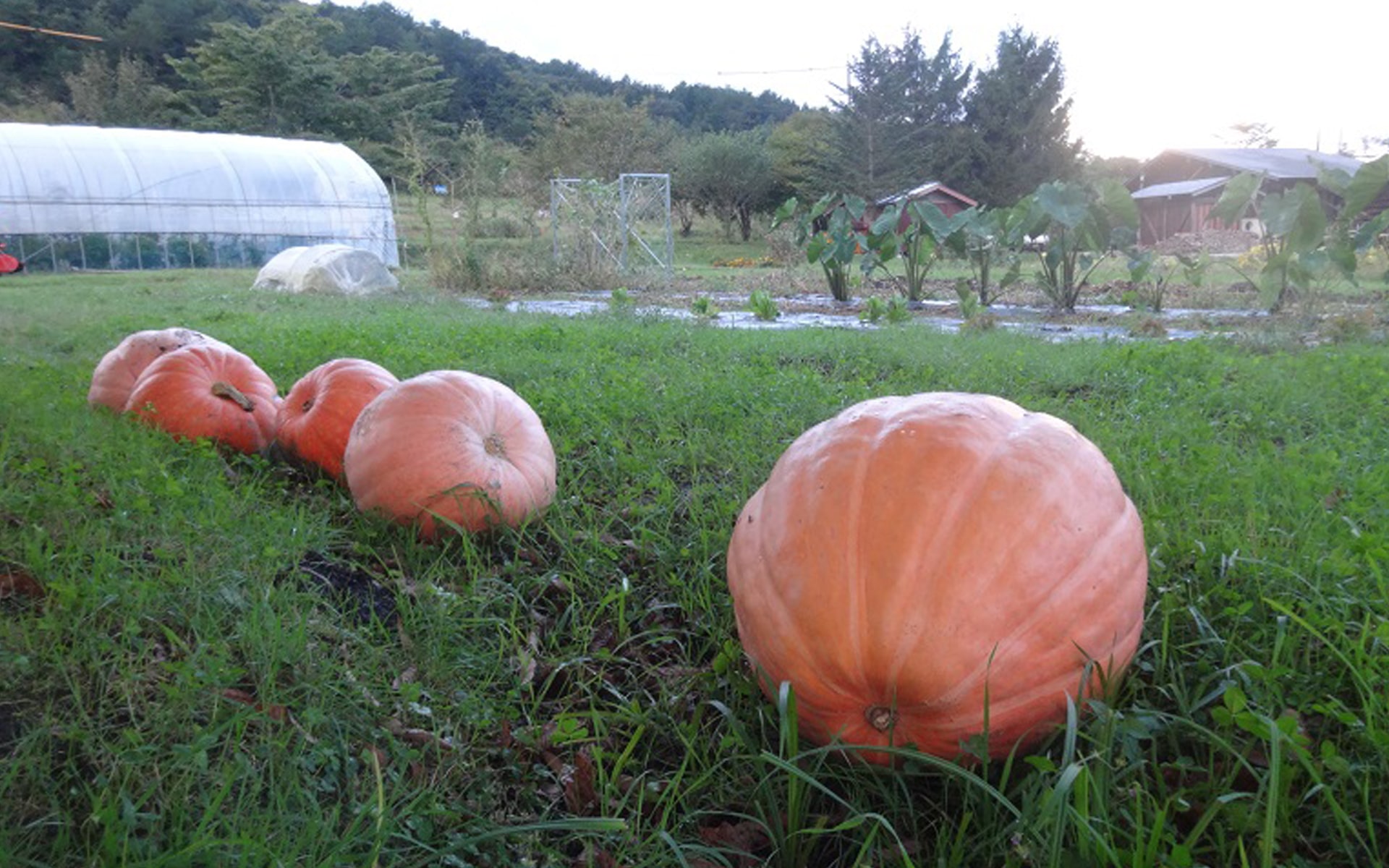 秋深まる100年農場