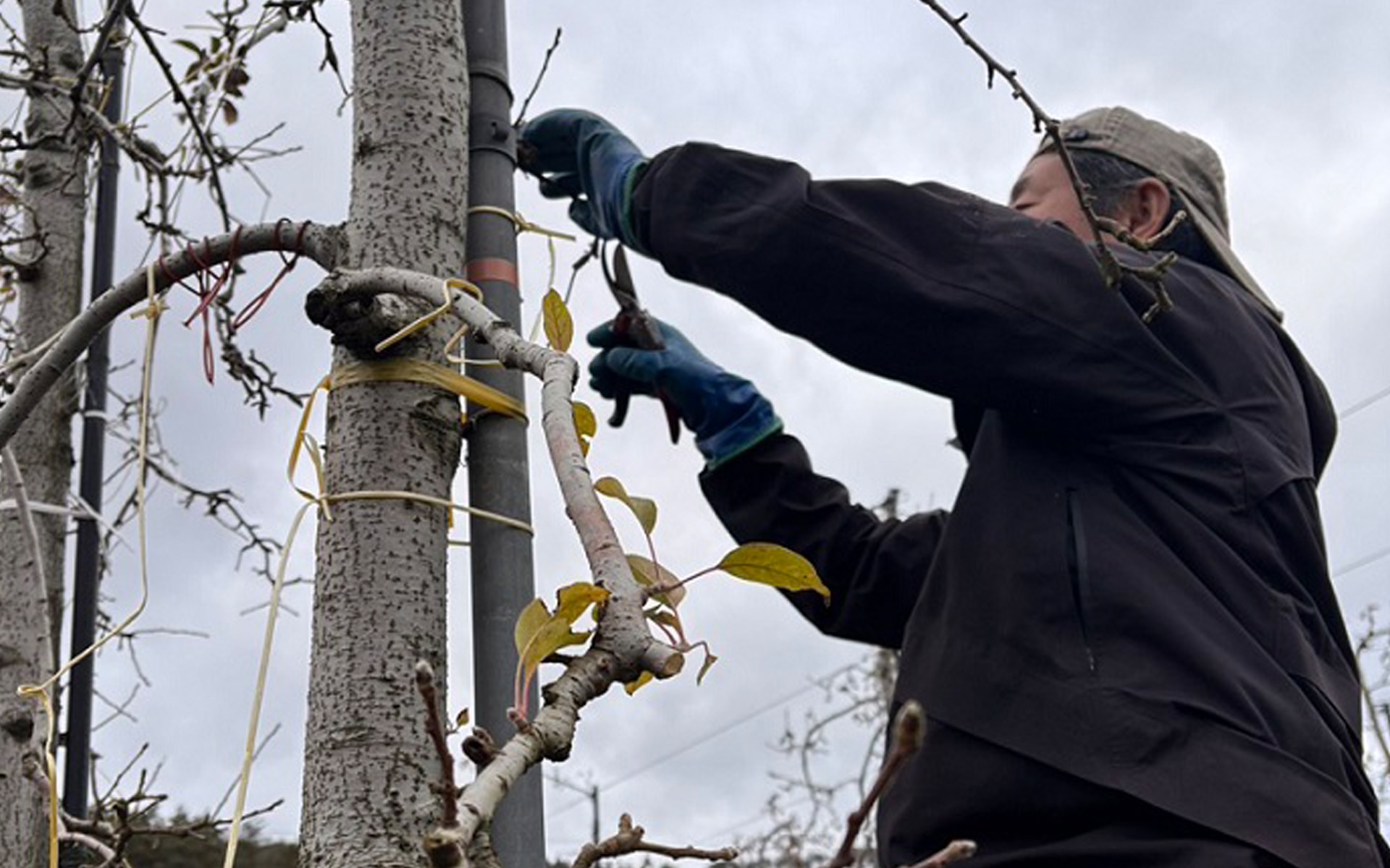 枝を整え、木をつなぐ。アンデルセンファームの冬しごと