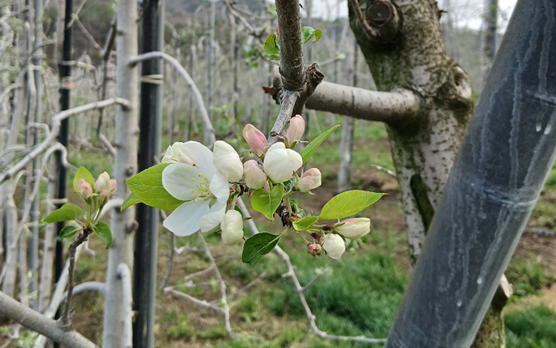 花咲くファーム、夏へ備える