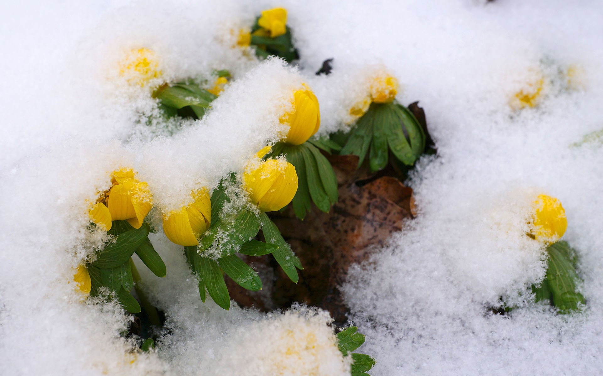 キュネルミッセ