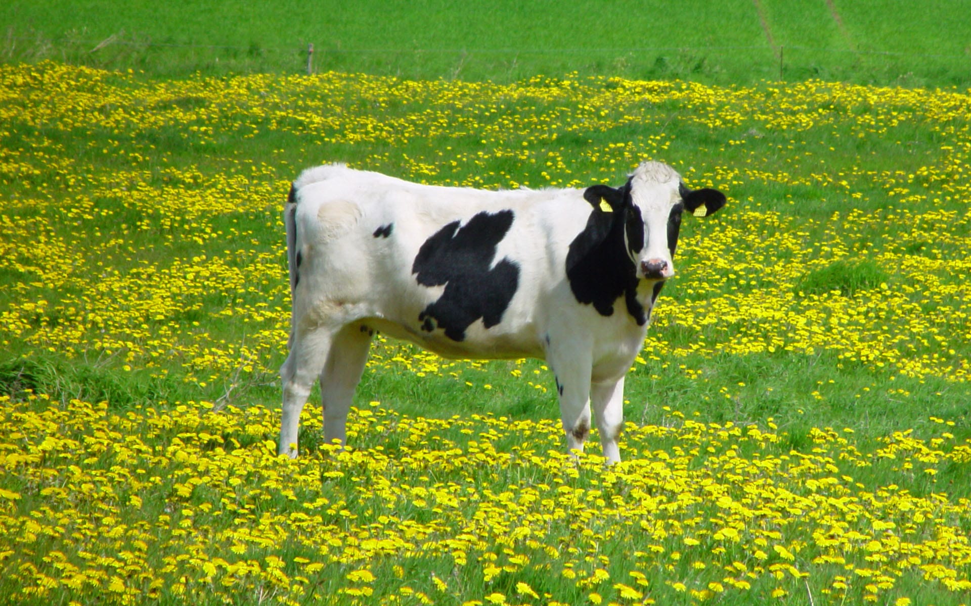 オーガニックデー