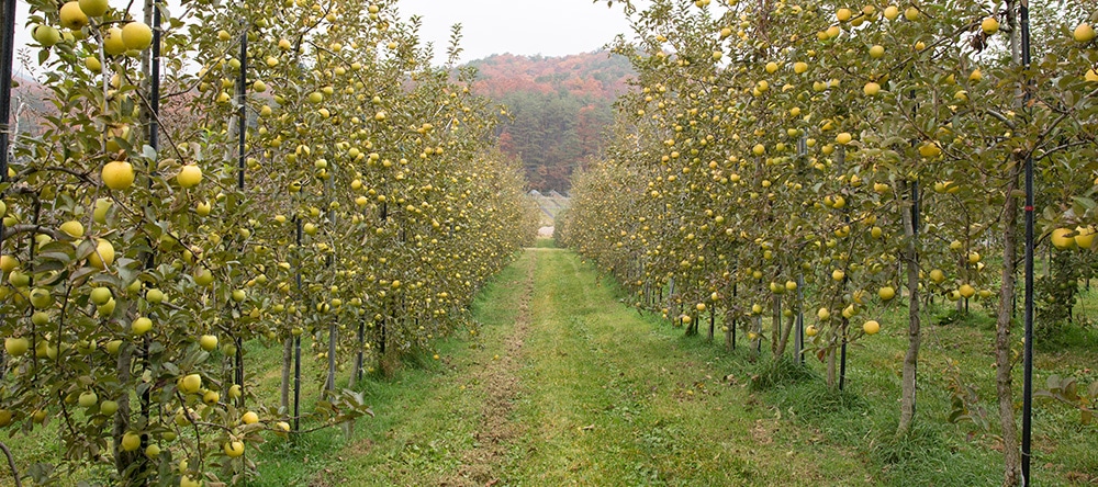 りんごの栽培の写真